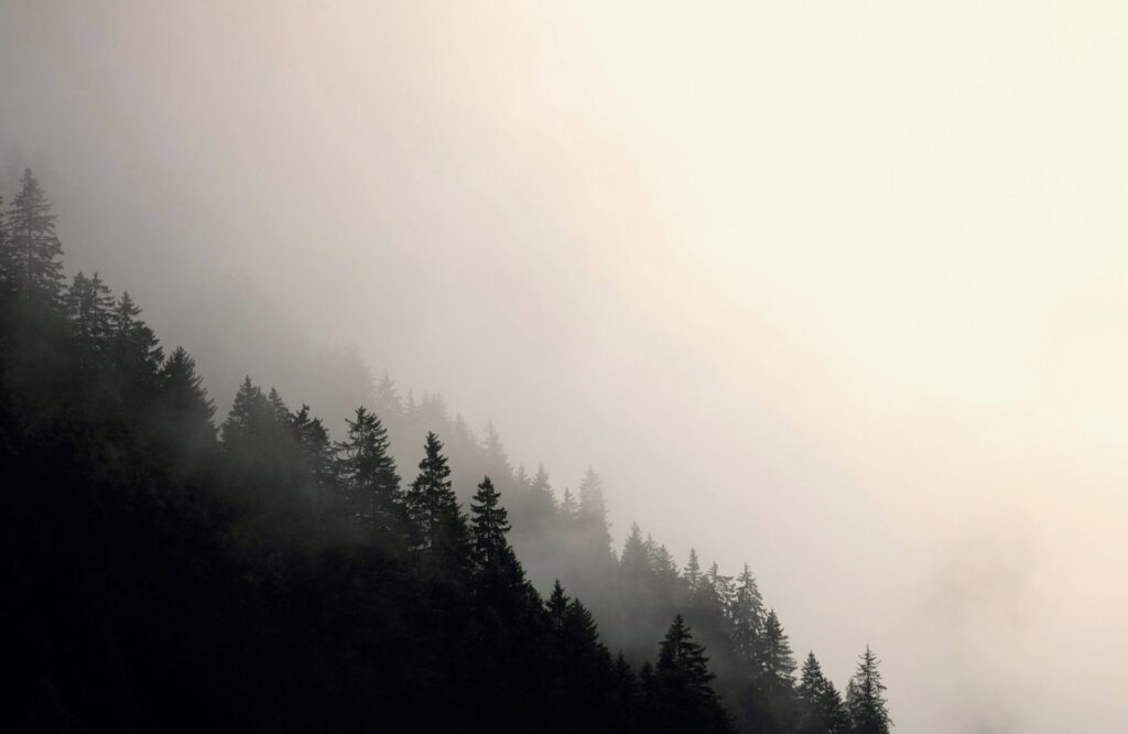 Misty tropical forest